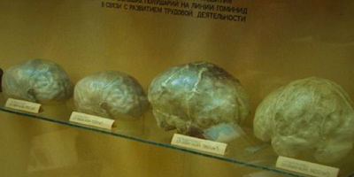 Museum of Brain Evolution (Neurological Scientific Centre, Moscow)